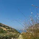 Elianes